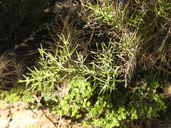 Colletia hystrix