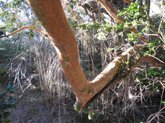 Luma apiculata