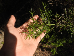 Colletia hystrix
