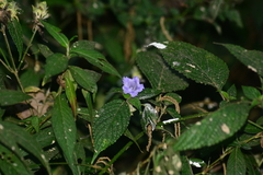 Strobilanthes recurva