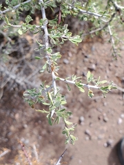 Sarcomphalus obtusifolius canescens