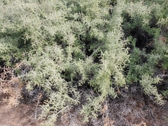 Sarcomphalus obtusifolius canescens