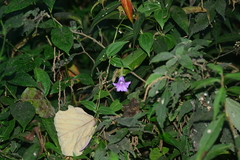 Tripterospermum chinense