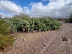 Sarcomphalus obtusifolius canescens