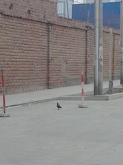 Columba livia