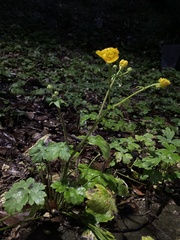 Ranunculus constantinopolitanus