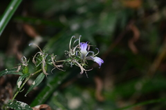Lobelia pyramidalis