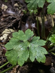 Ranunculus constantinopolitanus
