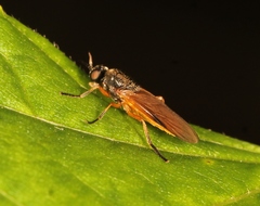 Beris vallata