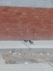 Columba livia