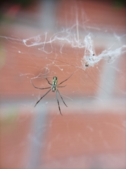 Trichonephila clavipes