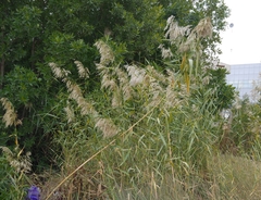 Phragmites australis