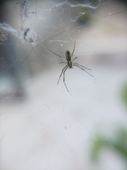 Trichonephila clavipes