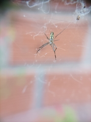 Trichonephila clavipes