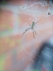 Trichonephila clavipes