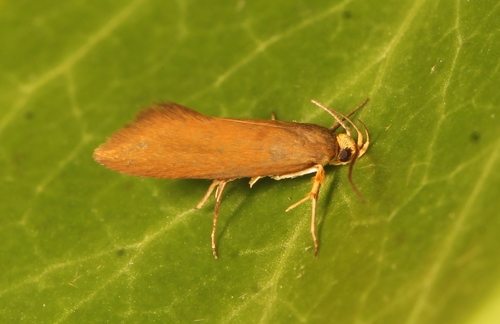 Golden-brown Tubic