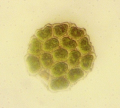 Pseudopediastrum integrum
