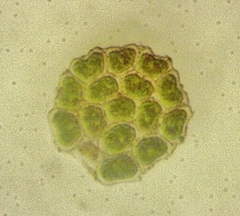 Pseudopediastrum integrum