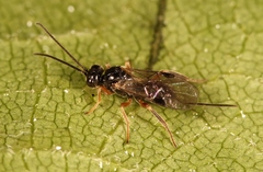 Diospilus
