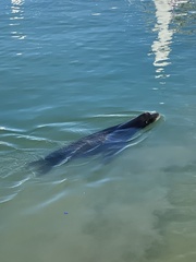 Zalophus californianus