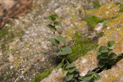 Aristolochia parvifolia