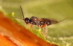 Diospilus