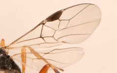 Diospilus