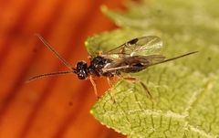 Diospilus