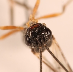 Diospilus