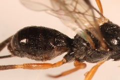 Diospilus