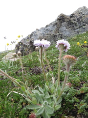 Erigeron grandiflorus