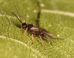 Diospilus