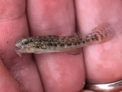 Bathygobius ramosus