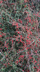 Cotoneaster × suecicus