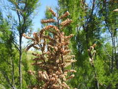Tamarix africana