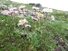 Erigeron grandiflorus