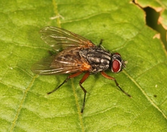 Mydaea urbana