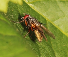 Mydaea urbana