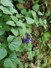Salvia scutellarioides