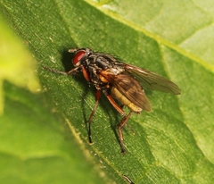 Mydaea urbana
