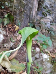 Arisaema macrospathum