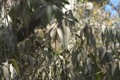 Boehmeria penduliflora