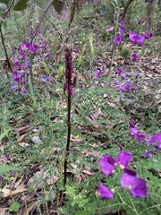 Dipodium roseum