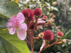 Bixa orellana