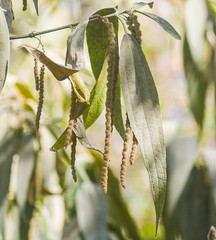 Boehmeria penduliflora