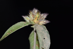 Lepidagathis incurva