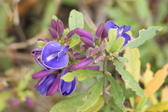 Periandra mediterranea