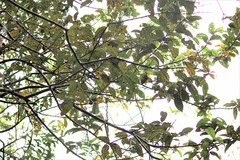 Psidium guajava image