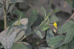 Crotalaria alata