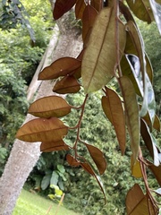 Chrysophyllum cainito